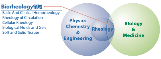 Biorheology領域